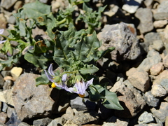 Solanum echegarayi