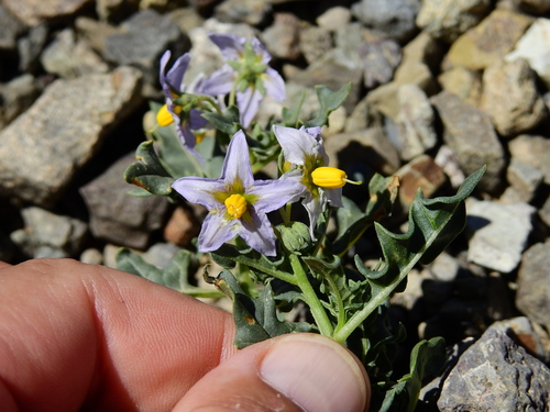 Solanum hastatilobum
