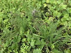 Achillea millefolium