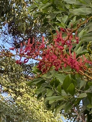 Renanthera coccinea