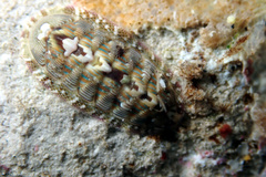 Rhyssoplax diaphora