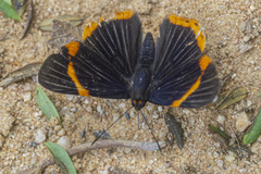 Riodina lycisca lycisca