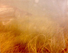 Centropomus undecimalis