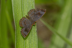 Calephelis braziliensis