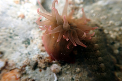 Isanemonia australis