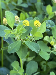 Medicago lupulina