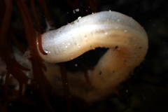 Leptosynapta dolabrifera