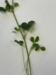 Medicago lupulina