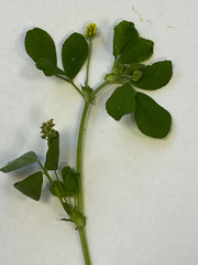 Medicago lupulina