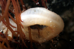 Leptosynapta dolabrifera