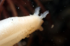 Leptosynapta dolabrifera