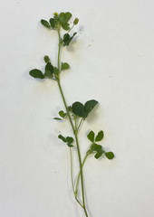 Medicago lupulina