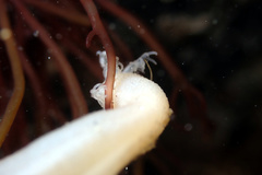 Leptosynapta dolabrifera