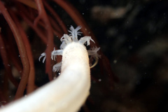 Leptosynapta dolabrifera