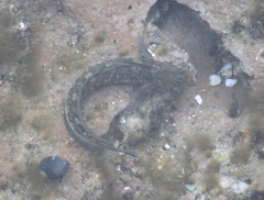 Blenniidae