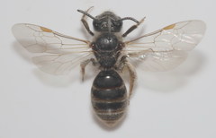 Lasioglossum marginatum