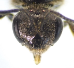 Lasioglossum marginatum