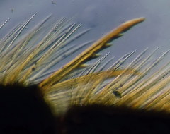 Lasioglossum marginatum