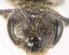 Lasioglossum marginatum