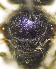 Lasioglossum marginatum