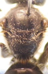 Lasioglossum marginatum
