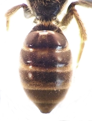 Lasioglossum marginatum