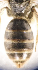 Lasioglossum marginatum