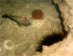 Pareques acuminatus