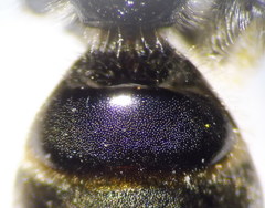 Lasioglossum marginatum