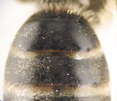 Lasioglossum marginatum