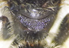 Lasioglossum marginatum