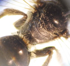 Lasioglossum marginatum