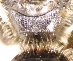 Lasioglossum marginatum