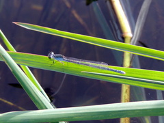 Pseudagrion hypermelas