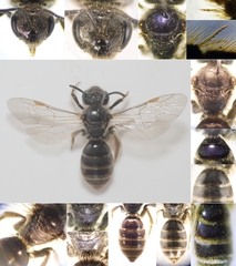 Lasioglossum marginatum