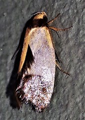 Heteroteucha dichroella
