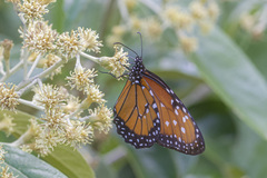 Danaus gilippus gilippus