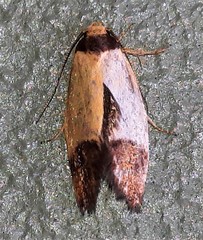 Heteroteucha dichroella