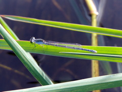 Pseudagrion hypermelas