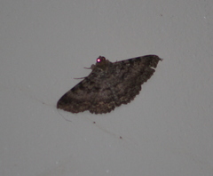 Polydesma boarmoides