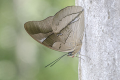 Archaeoprepona chalciope