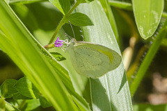 Eurema elathea flavescens