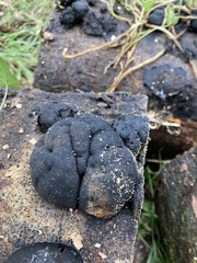Daldinia concentrica