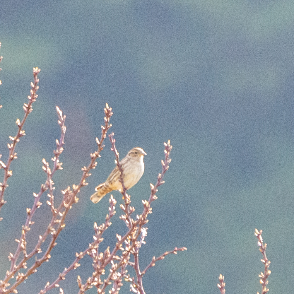 Rock Sparrow