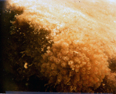 Ecteinascidia turbinata