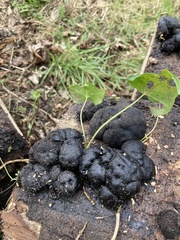 Daldinia concentrica