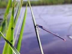 Pseudagrion hypermelas