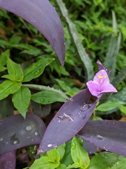 Tradescantia pallida