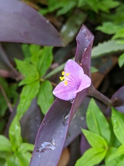 Tradescantia pallida