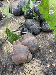 Daldinia concentrica